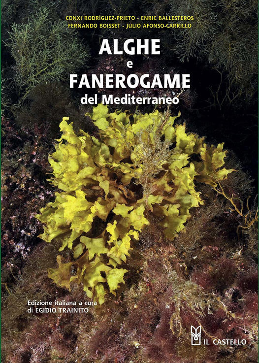 Alghe e fanerogame del mediterraneo - immagine 2